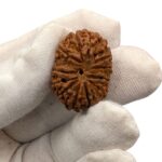 14 Mukhi Rudraksha | Fourteen Face Rudraksha - Collector Special