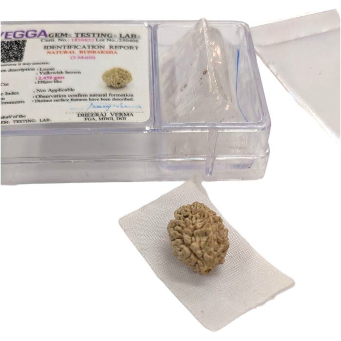 2 Mukhi Natural Rudraksha bead | Lab Certified Natural Rudraksha - Image 5