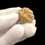 2 Mukhi Natural Rudraksha bead | Lab Certified Natural Rudraksha