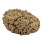 2 Mukhi Natural Rudraksha bead | Lab Certified Natural Rudraksha - Image 4