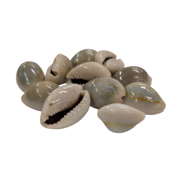 Premium Pooja Cowrie - Pack of 11 | Natural Yellow Kodi for Rituals - Image 3