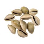 Close-up view of a naturally smooth and yellow Kawdi shell, showing its authentic texture and divine hue