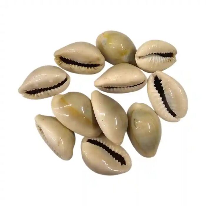 Close-up view of a naturally smooth and yellow Kawdi shell, showing its authentic texture and divine hue