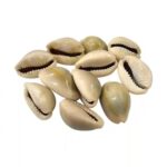 Premium Natural Yellow Cowrie Shells - Pack of 11 for Pooja Kodi