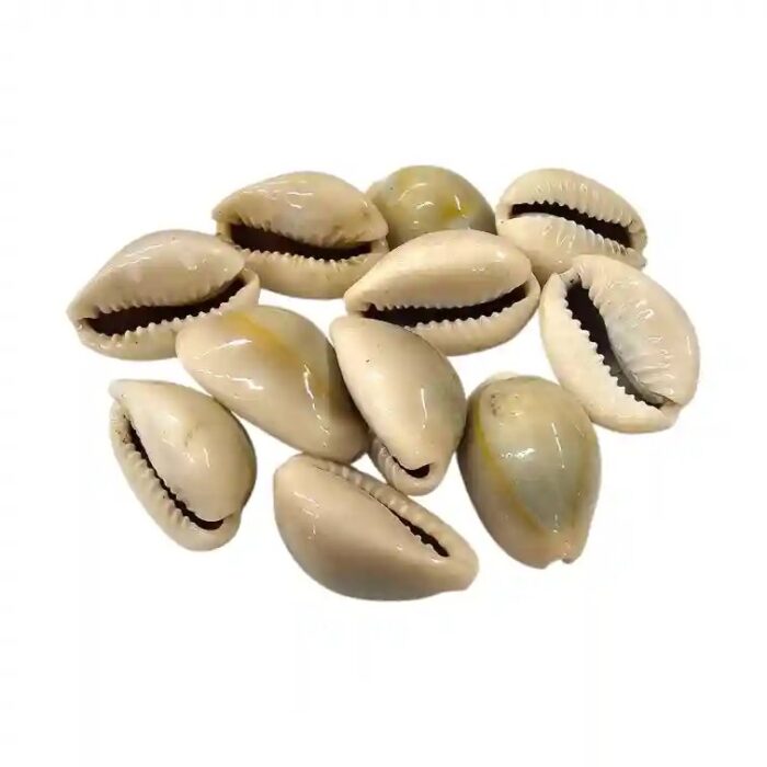 Premium Natural Yellow Cowrie Shells - Pack of 11 for Pooja Kodi