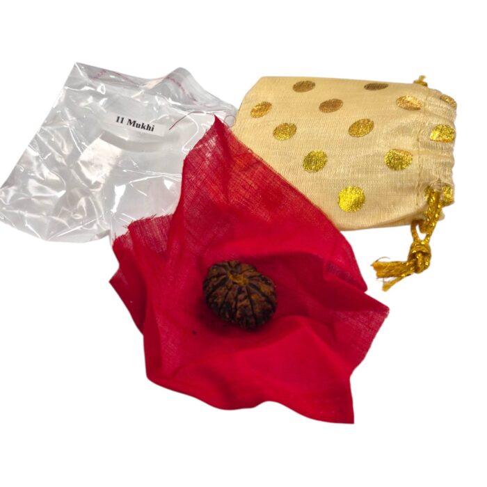 11 Mukhi Rudraksha | Eleven Face Rudraksha - Collector Special - Image 8