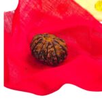 11 Mukhi Rudraksha | Eleven Face Rudraksha - Collector Special - Image 7
