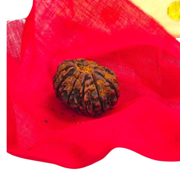 11 Mukhi Rudraksha | Eleven Face Rudraksha - Collector Special - Image 7