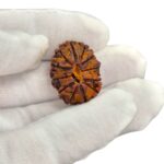 11 Mukhi Rudraksha | Eleven Face Rudraksha - Collector Special