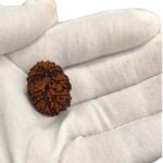 11 Mukhi Rudraksha | Eleven Face Rudraksha - Collector Special - Image 2