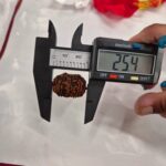 11 Mukhi Rudraksha | Eleven Face Rudraksha - Collector Special - Image 10