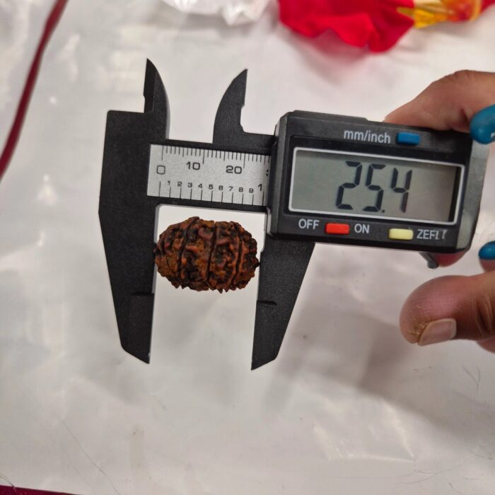 11 Mukhi Rudraksha | Eleven Face Rudraksha - Collector Special - Image 10