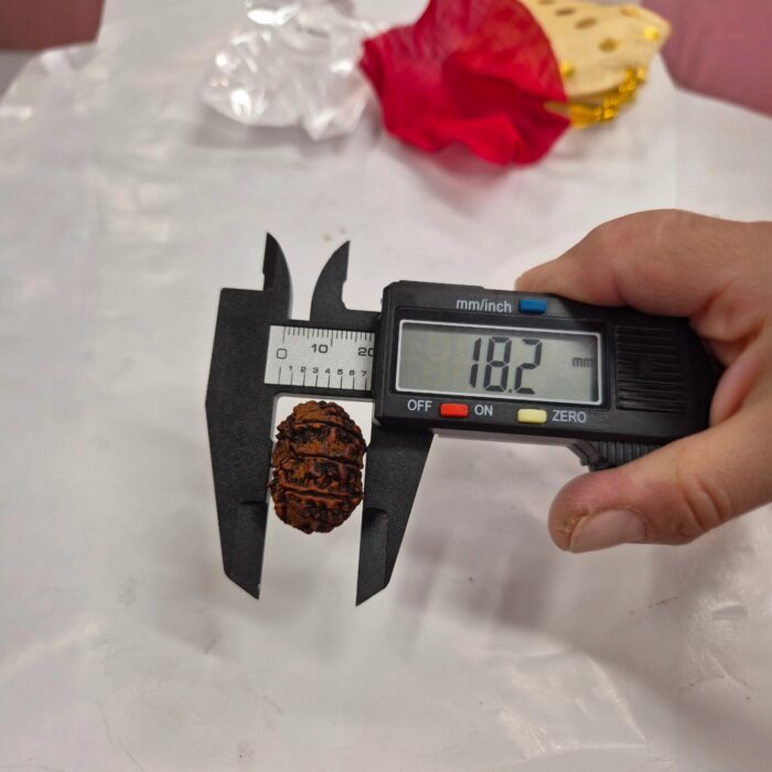 11 Mukhi Rudraksha | Eleven Face Rudraksha - Collector Special - Image 9