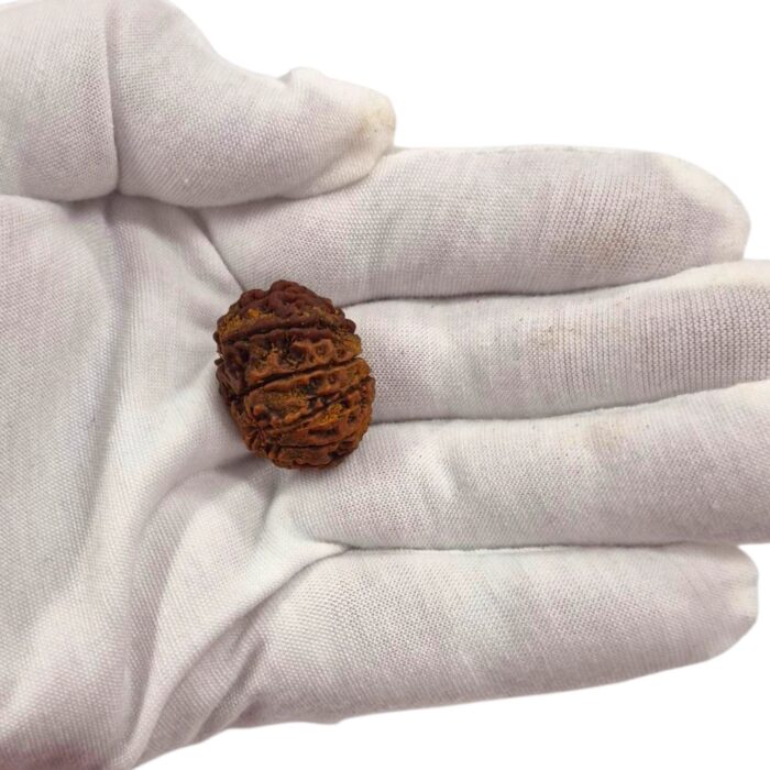 12 Mukhi Rudraksha | Twelve Face Rudraksha - Collector Special - Image 2