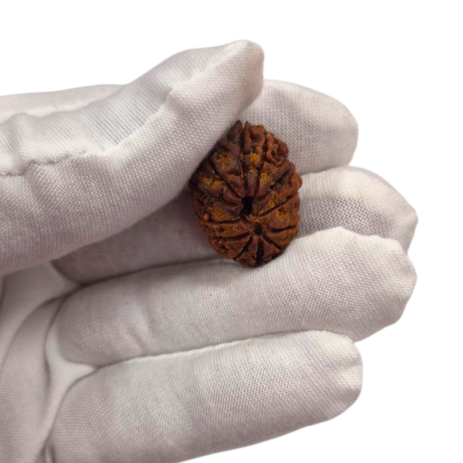 20260121_140047.webp 12 Mukhi Rudraksha | Twelve Face Rudraksha - Collector Special - Image 1