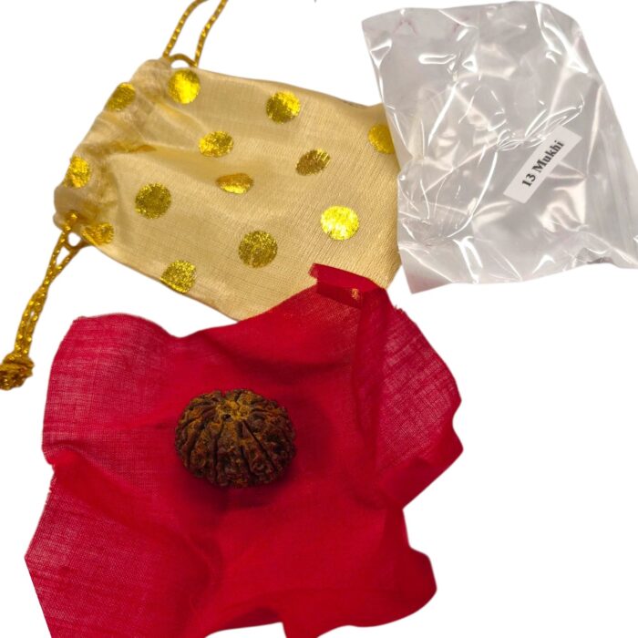 13 Mukhi Rudraksha | Thirteen Face Rudraksha - Collector Special - Image 11