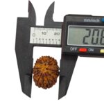 13 Mukhi Rudraksha | Thirteen Face Rudraksha - Collector Special - Image 9