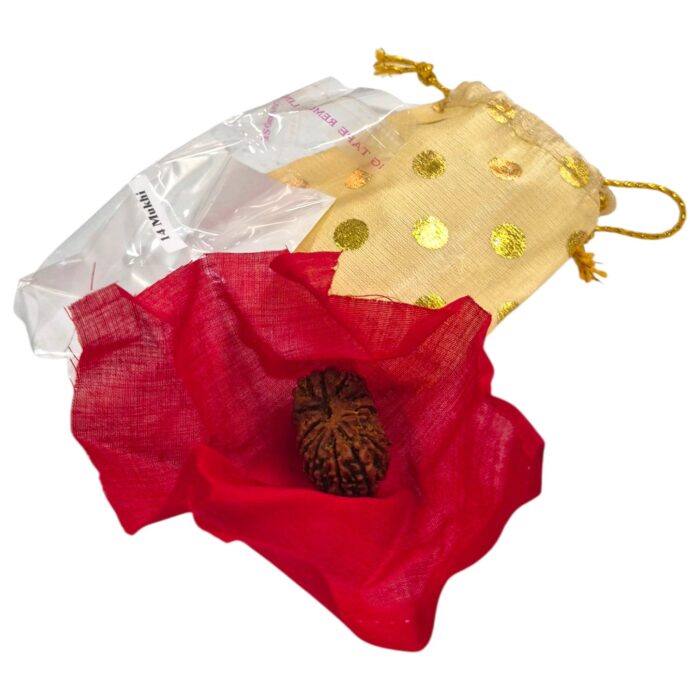 14 Mukhi Rudraksha | Fourteen Face Rudraksha - Collector Special - Image 10