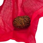 14 Mukhi Rudraksha | Fourteen Face Rudraksha - Collector Special - Image 9