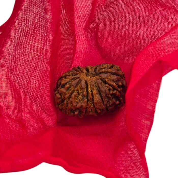 14 Mukhi Rudraksha | Fourteen Face Rudraksha - Collector Special - Image 9