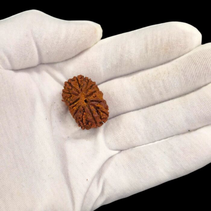 14 Mukhi Rudraksha | Fourteen Face Rudraksha - Collector Special - Image 2
