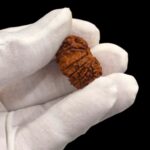 14 Mukhi Rudraksha | Fourteen Face Rudraksha - Collector Special
