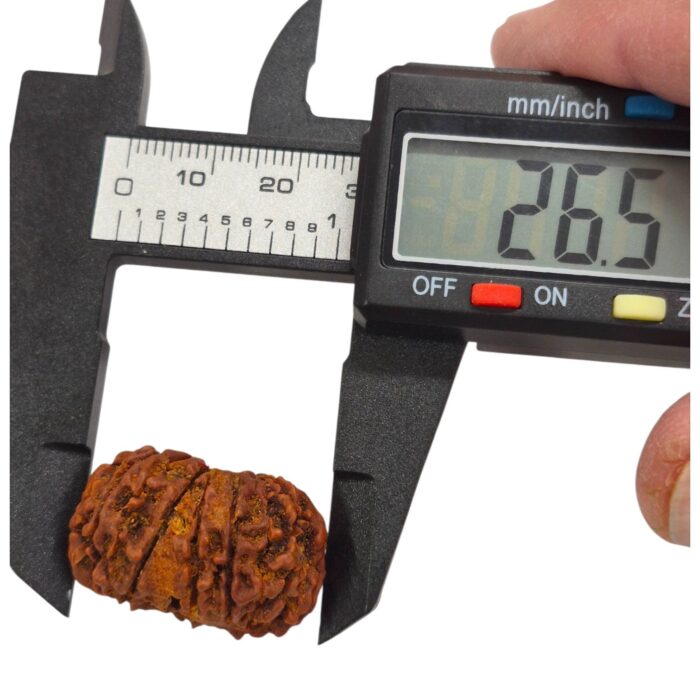 14 Mukhi Rudraksha | Fourteen Face Rudraksha - Collector Special - Image 12