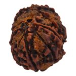 11 Mukhi Rudraksha | Eleven Face Rudraksha - Collector Special - Image 3