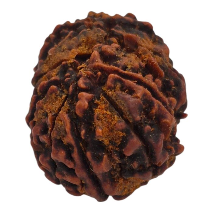11 Mukhi Rudraksha | Eleven Face Rudraksha - Collector Special - Image 3