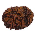 11 Mukhi Rudraksha | Eleven Face Rudraksha - Collector Special - Image 6