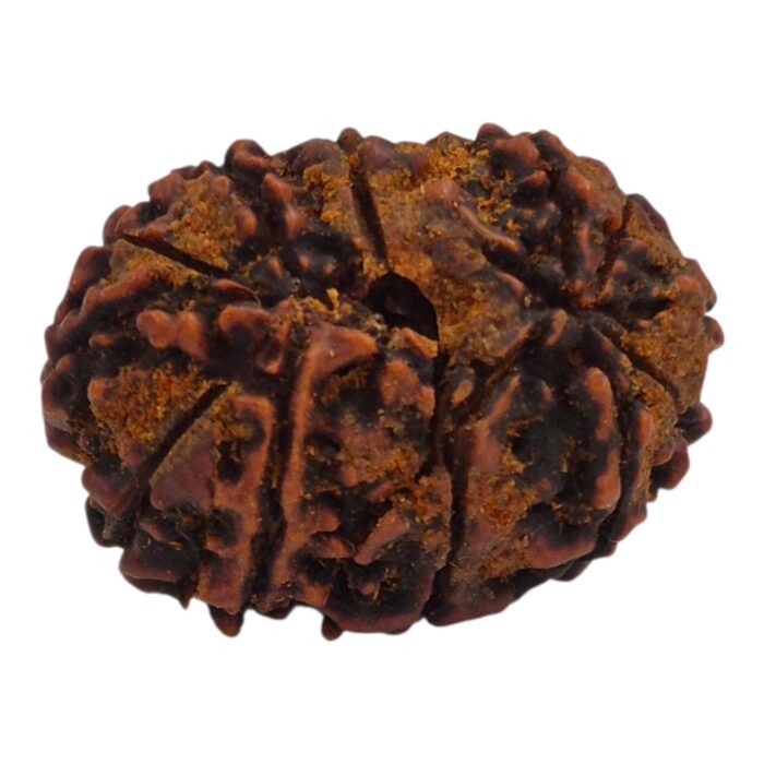 11 Mukhi Rudraksha | Eleven Face Rudraksha - Collector Special - Image 6