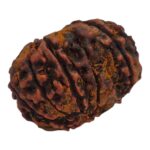 11 Mukhi Rudraksha | Eleven Face Rudraksha - Collector Special - Image 4
