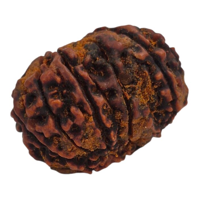 11 Mukhi Rudraksha | Eleven Face Rudraksha - Collector Special - Image 4