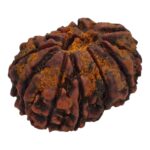 11 Mukhi Rudraksha | Eleven Face Rudraksha - Collector Special - Image 5