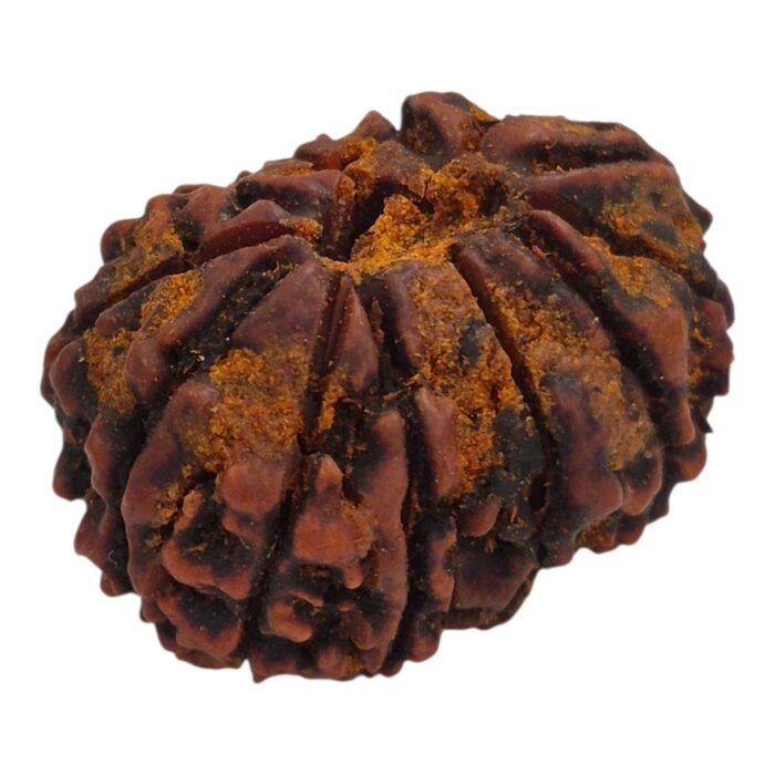11 Mukhi Rudraksha | Eleven Face Rudraksha - Collector Special - Image 5