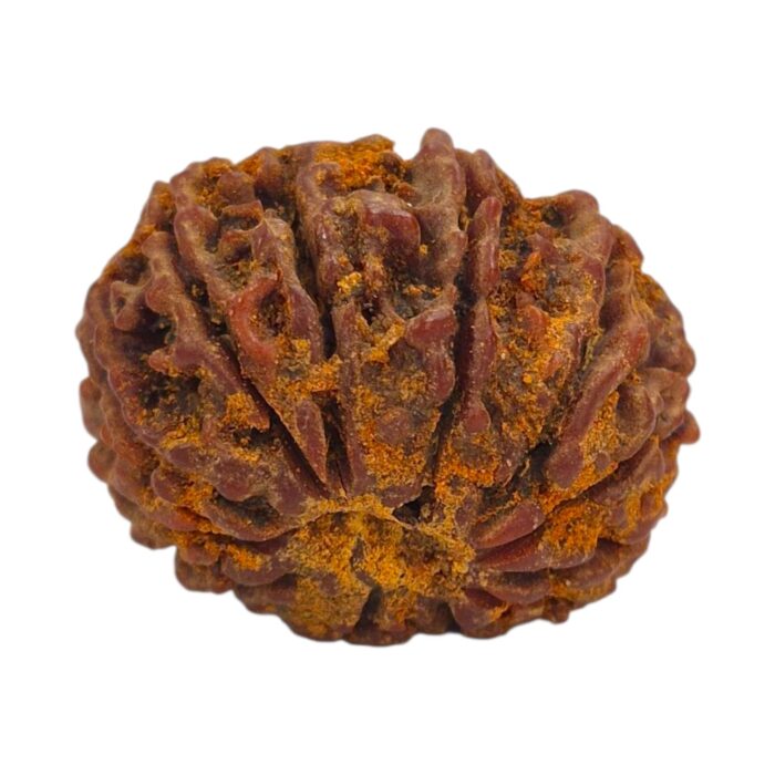13 Mukhi Rudraksha | Thirteen Face Rudraksha - Collector Special - Image 5