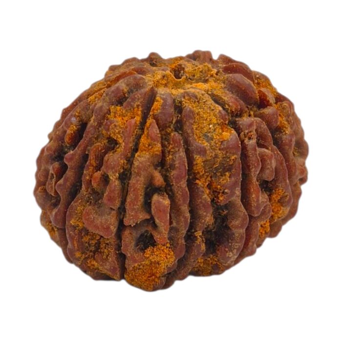 13 Mukhi Rudraksha | Thirteen Face Rudraksha - Collector Special - Image 4