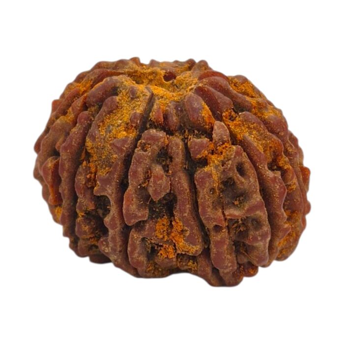 13 Mukhi Rudraksha | Thirteen Face Rudraksha - Collector Special - Image 3