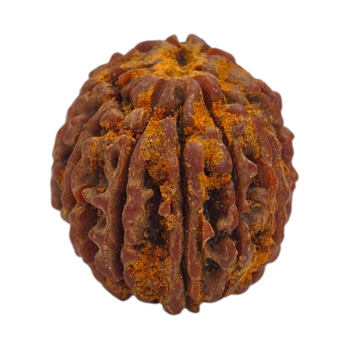 13 Mukhi Rudraksha | Thirteen Face Rudraksha - Collector Special - Image 6