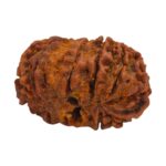 14 Mukhi Rudraksha | Fourteen Face Rudraksha - Collector Special - Image 6