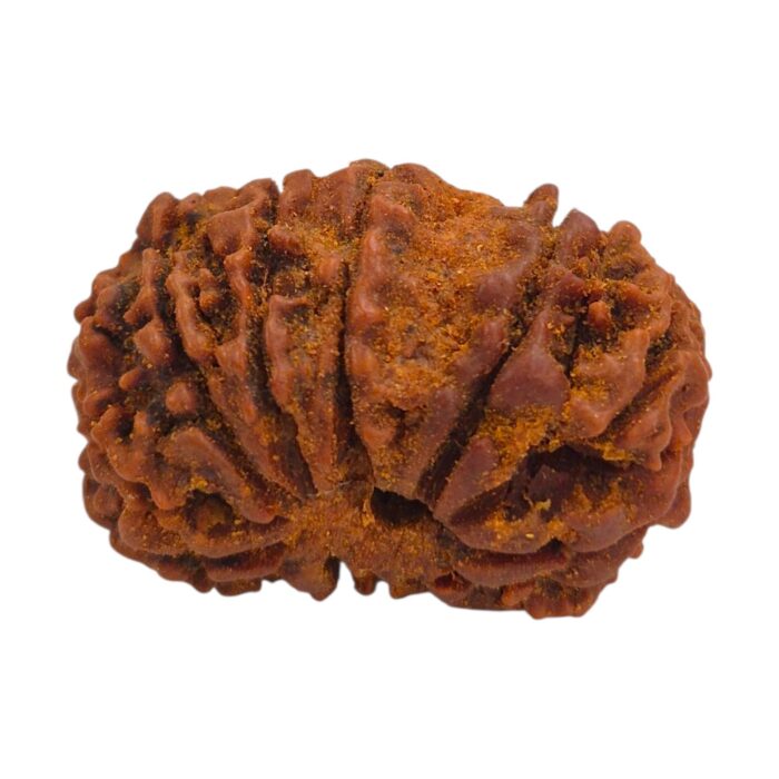14 Mukhi Rudraksha | Fourteen Face Rudraksha - Collector Special - Image 7