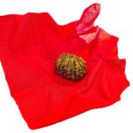 12 Mukhi Rudraksha | Twelve Face Rudraksha - Collector Special - Image 8