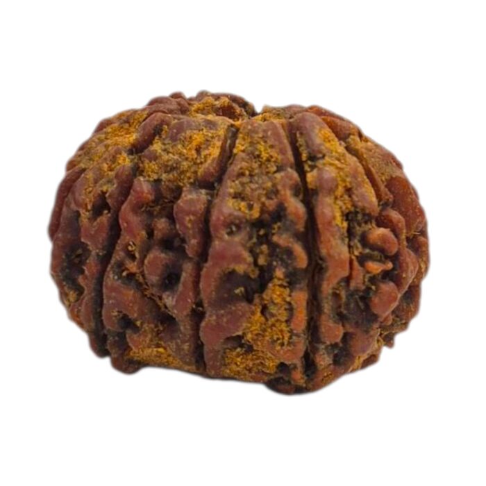 12 Mukhi Rudraksha | Twelve Face Rudraksha - Collector Special - Image 5