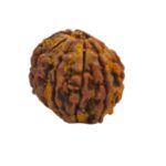 12 Mukhi Rudraksha | Twelve Face Rudraksha - Collector Special - Image 3