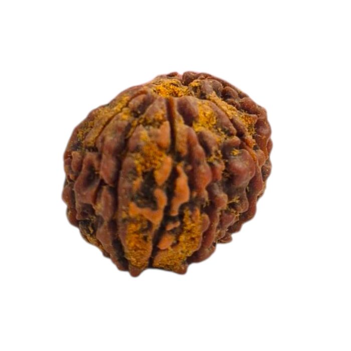 12 Mukhi Rudraksha | Twelve Face Rudraksha - Collector Special - Image 7