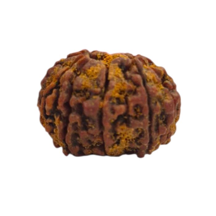 12 Mukhi Rudraksha | Twelve Face Rudraksha - Collector Special - Image 4