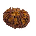 12 Mukhi Rudraksha | Twelve Face Rudraksha - Collector Special - Image 6