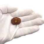 12 Mukhi Rudraksha | Twelve Face Rudraksha - Collector Special - Image 2
