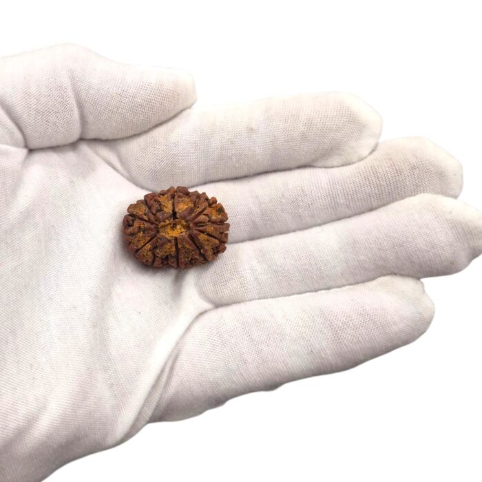 12 Mukhi Rudraksha | Twelve Face Rudraksha - Collector Special - Image 2