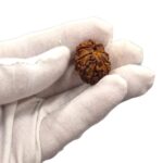 12 Mukhi Rudraksha | Twelve Face Rudraksha - Collector Special